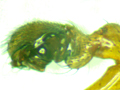 Gongylidium rufipes